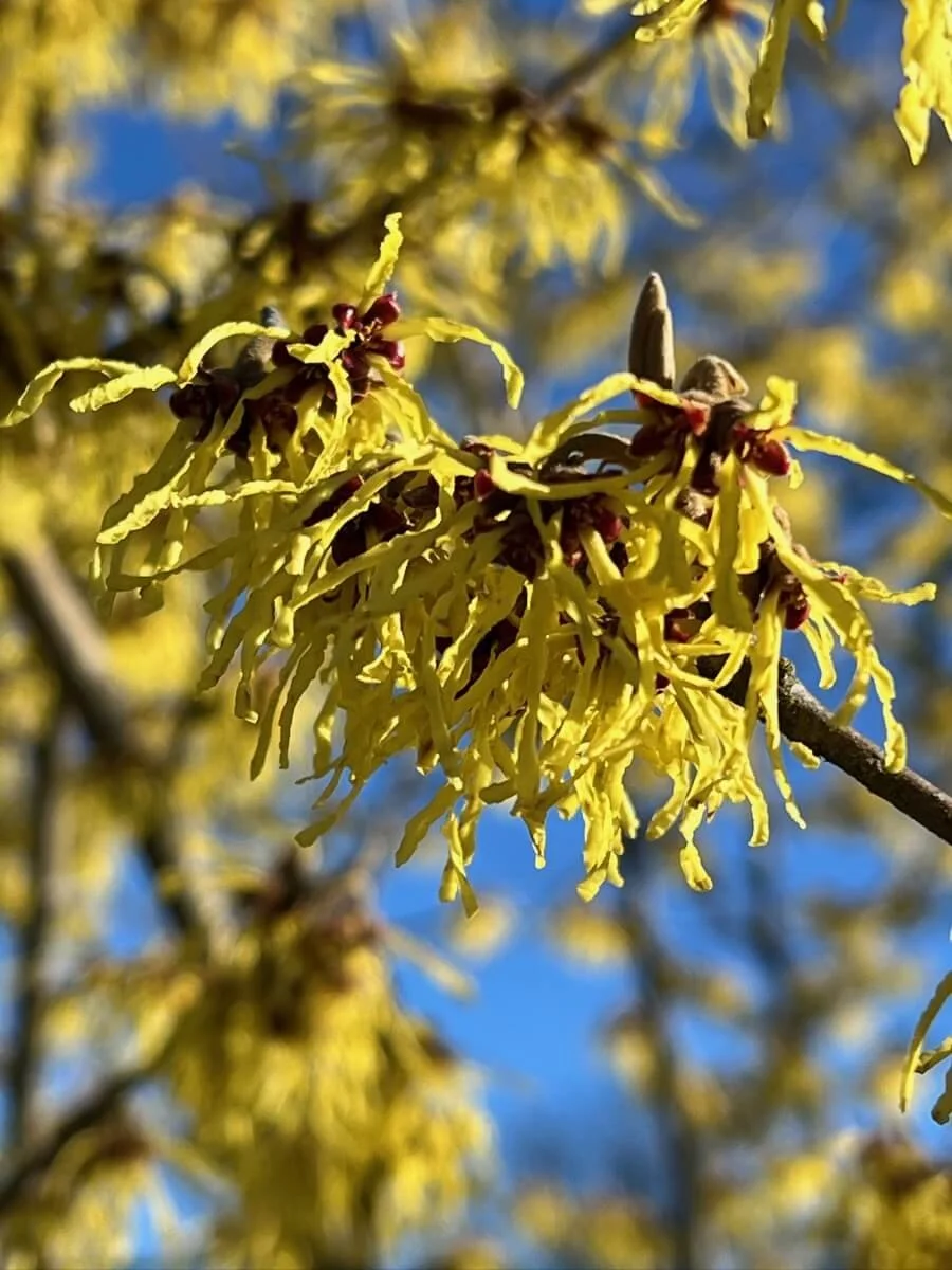 Hamamelis x intermedia 'Arnold Promise'