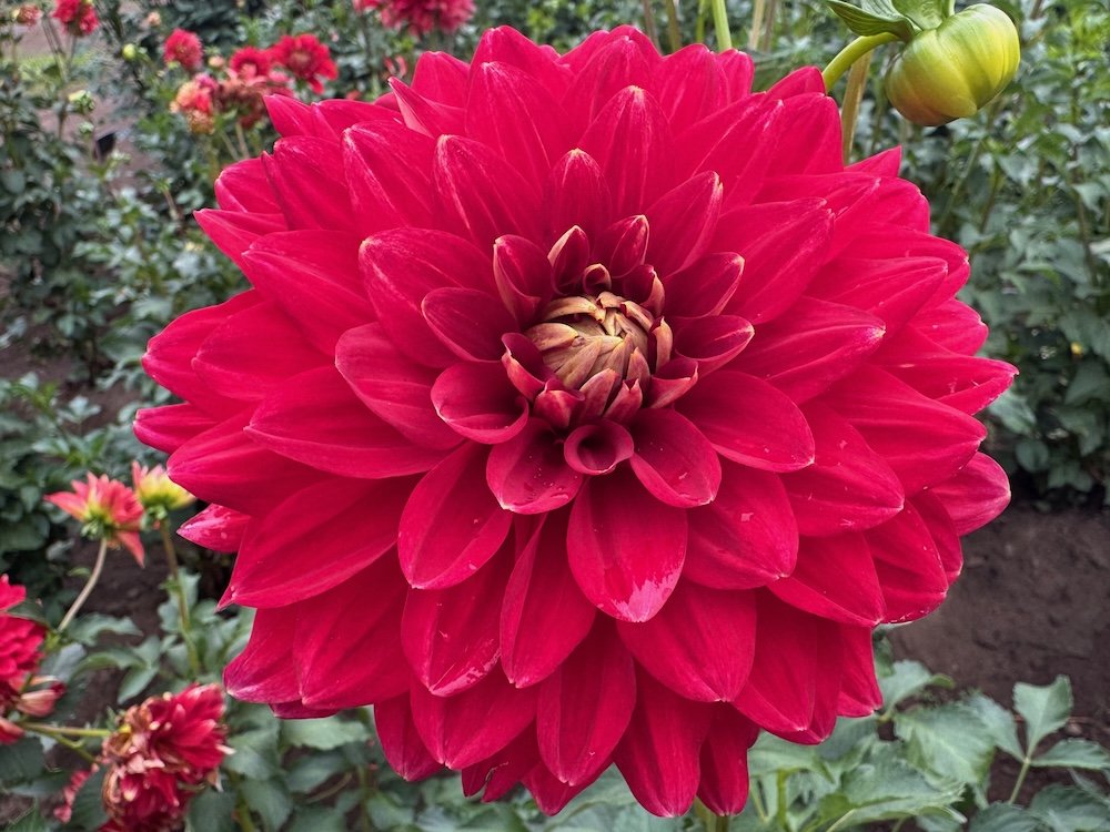 Dahlia 'Caliente'