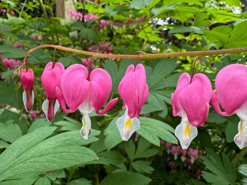 Lamprocapnos spectabilis
