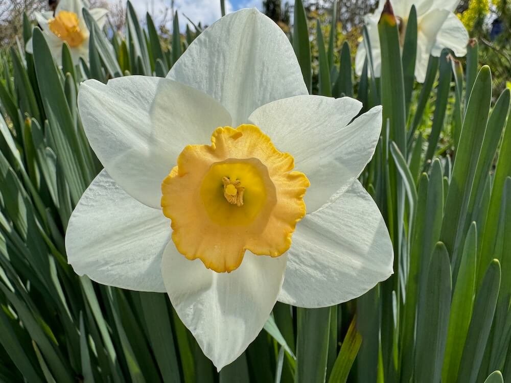 Narcissus 'Salome'