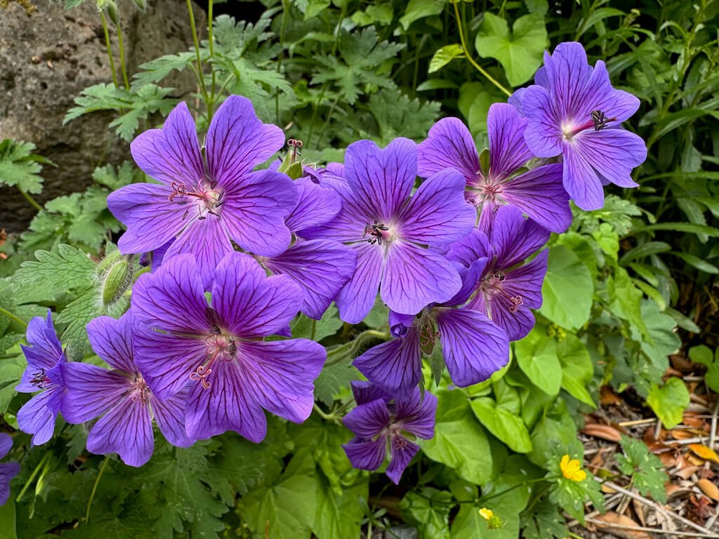 CRANESBILL (Geranium)