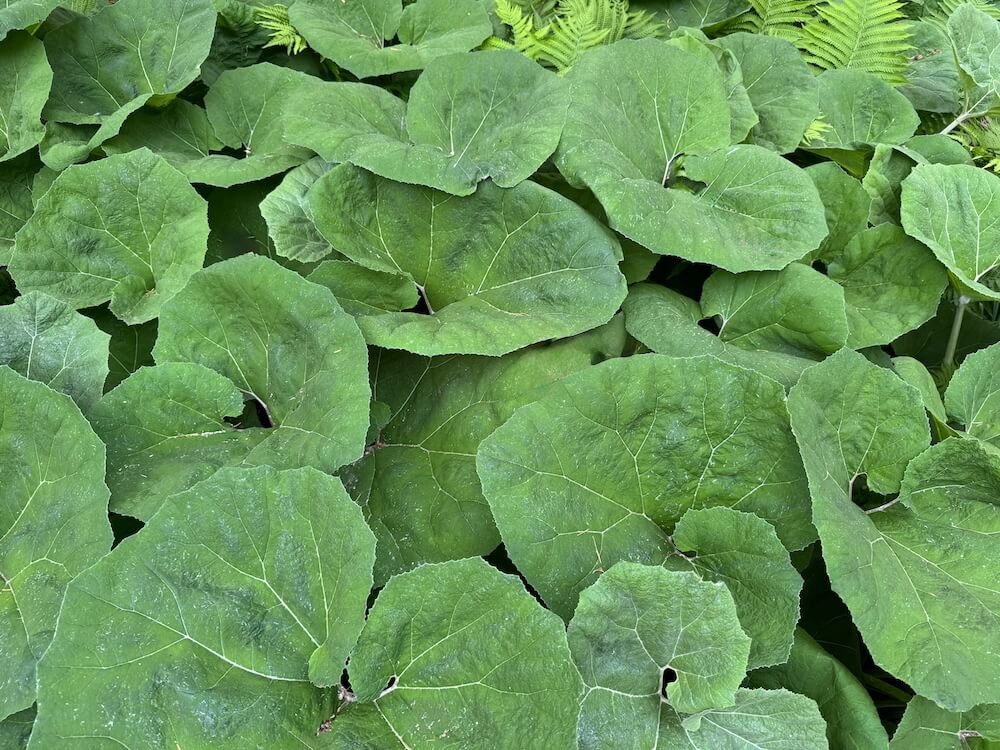 Petasites japonicus