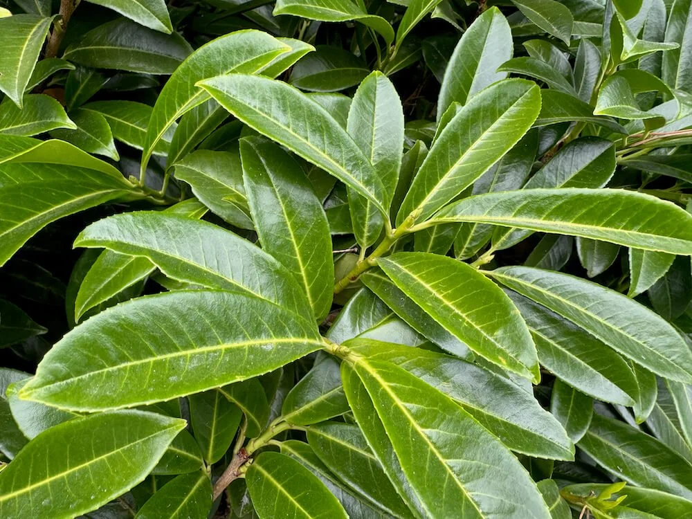 Prunus laurocerasus 'Mount Vernon'
