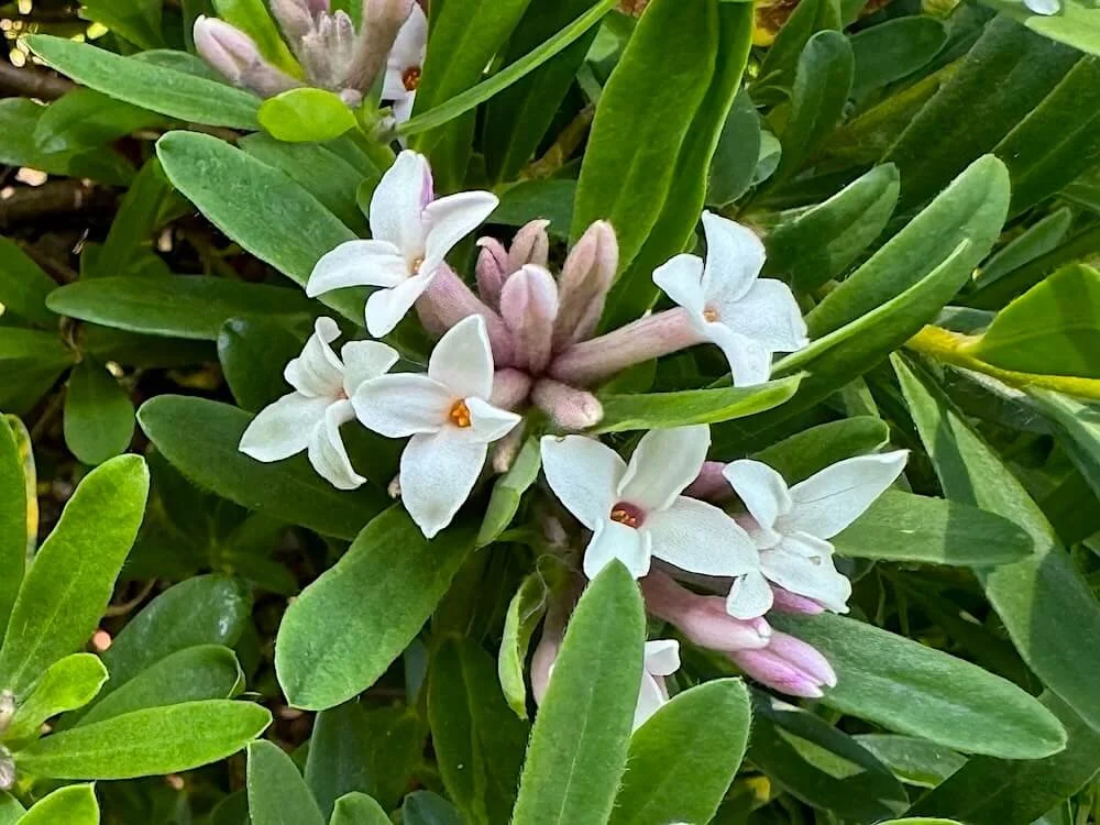 DAPHNE