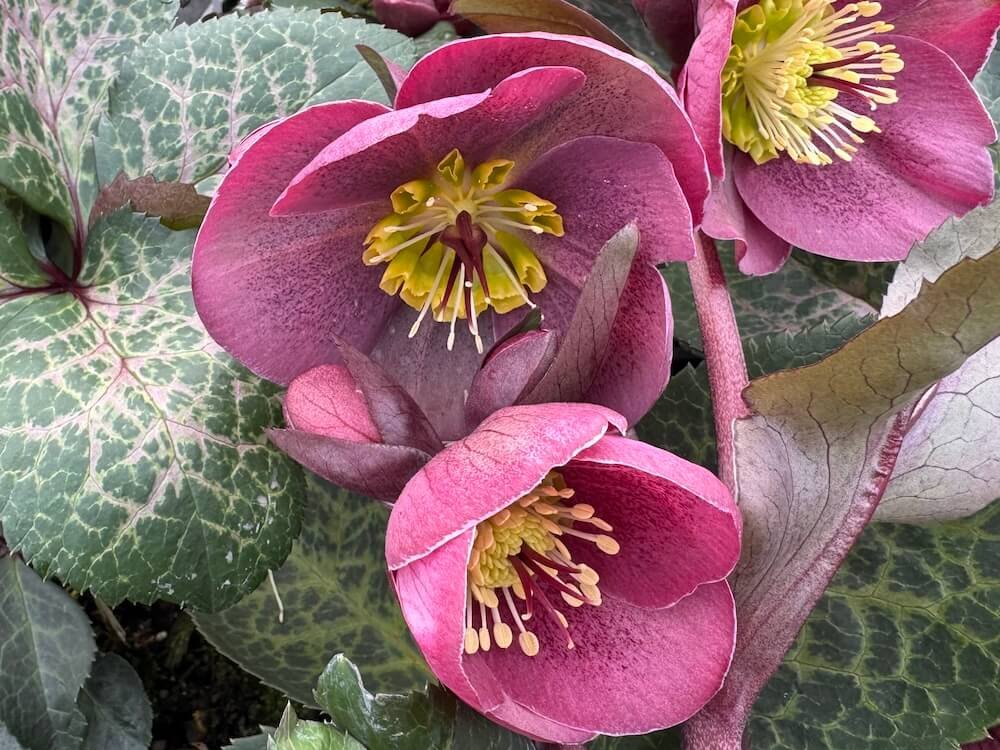 Helleborus x Frostkiss 'Pippa's Purple'