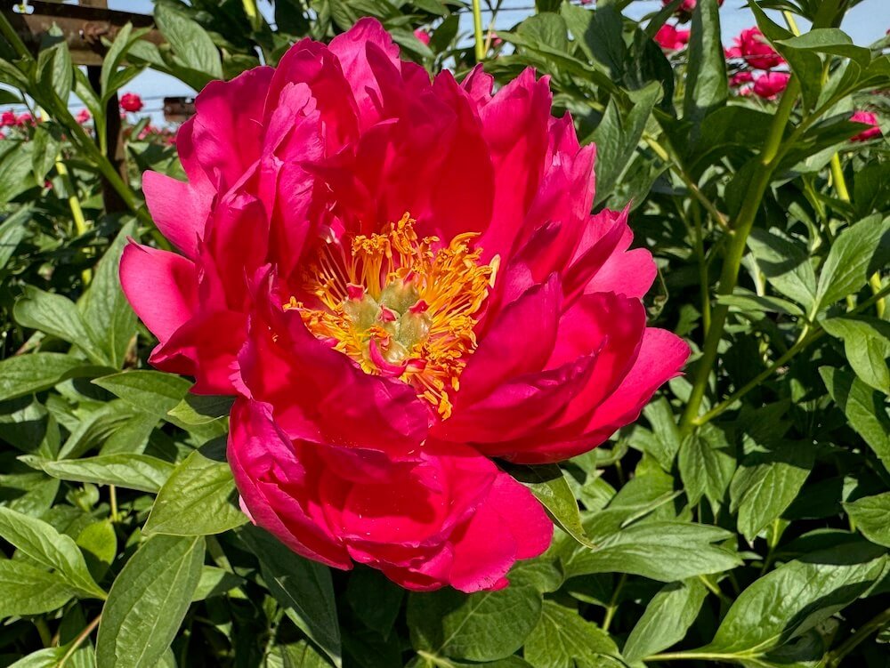 Paeonia 'Raspberry Charm'