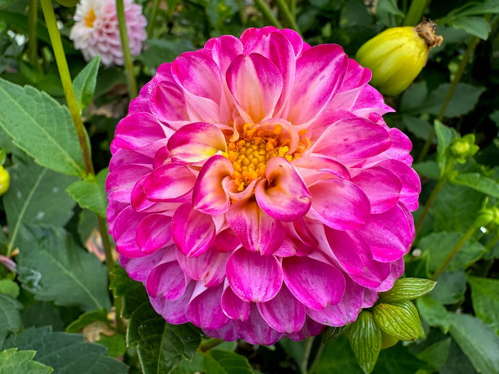 Dahlia 'AC Hurt'
