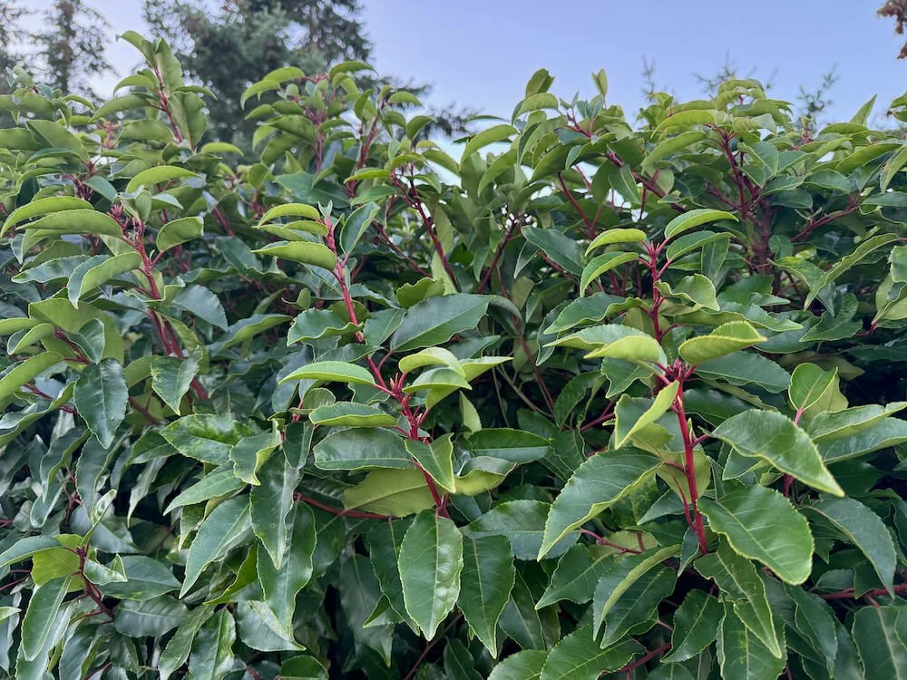 CHERRY LAUREL (Prunus)