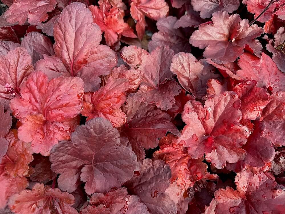 Heuchera x 'TNHEUFR'