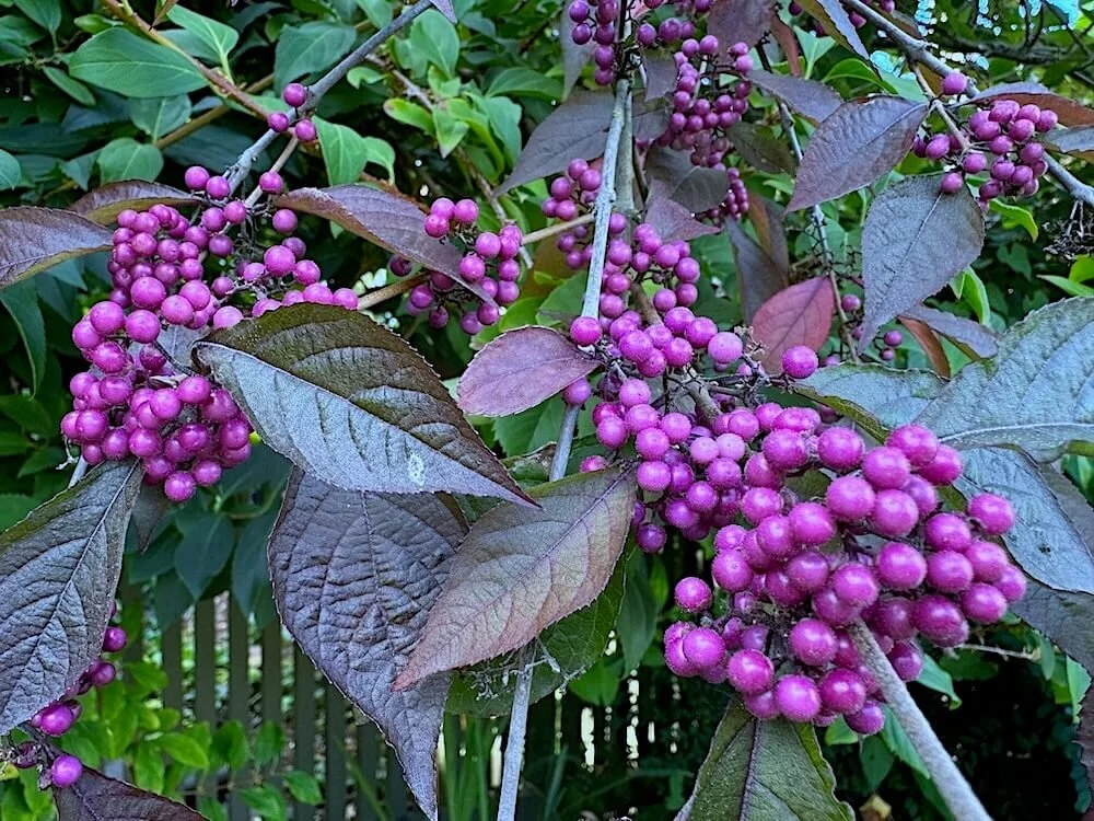 BEAUTYBERRY (Callicarpa)