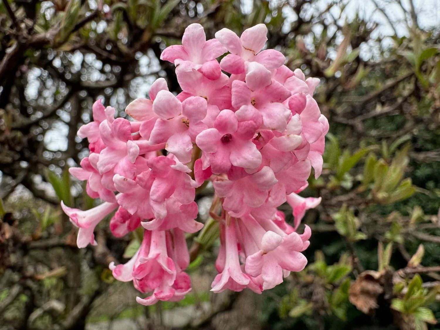 VIBURNUM