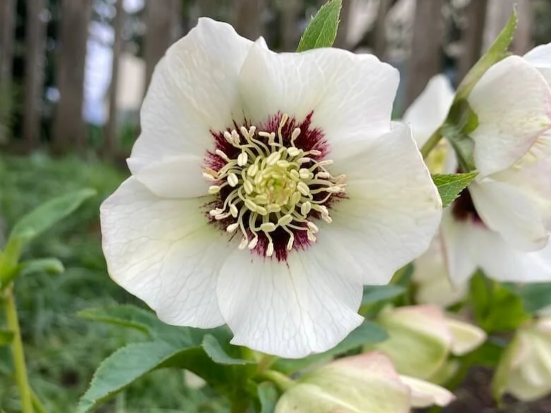 Helleborus x hybridus 'Enchantment'