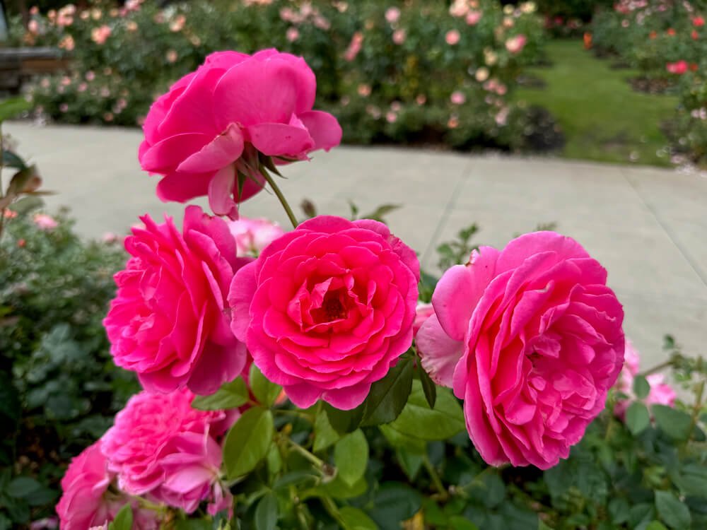 Rosa 'Miss Manners'