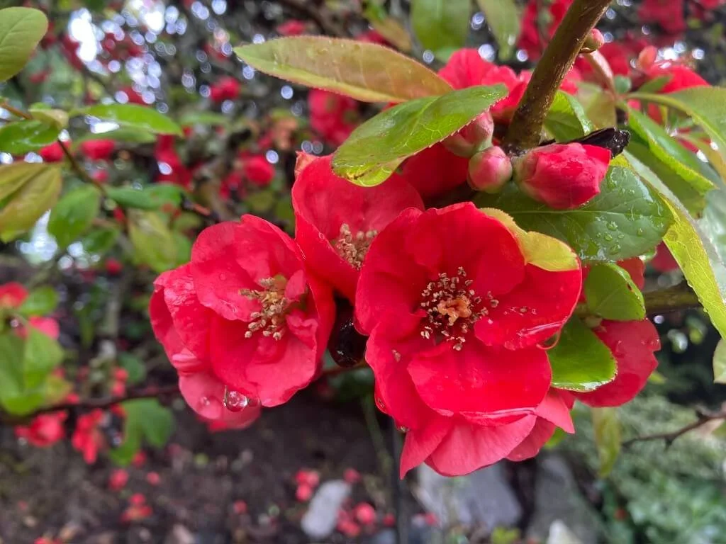 QUINCE (Chaenomeles)
