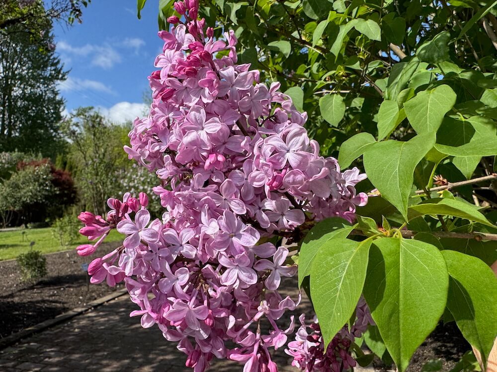 Syringa x hyacinthiflora 'Esther Staley'