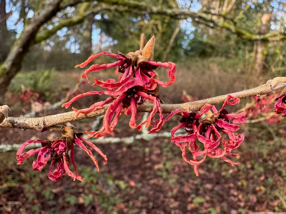 Hamamelis x intermedia 'Hiltingbury'