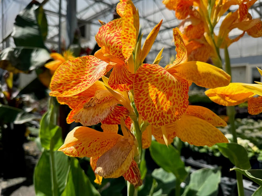 Canna x generalis 'Gold Leopard'