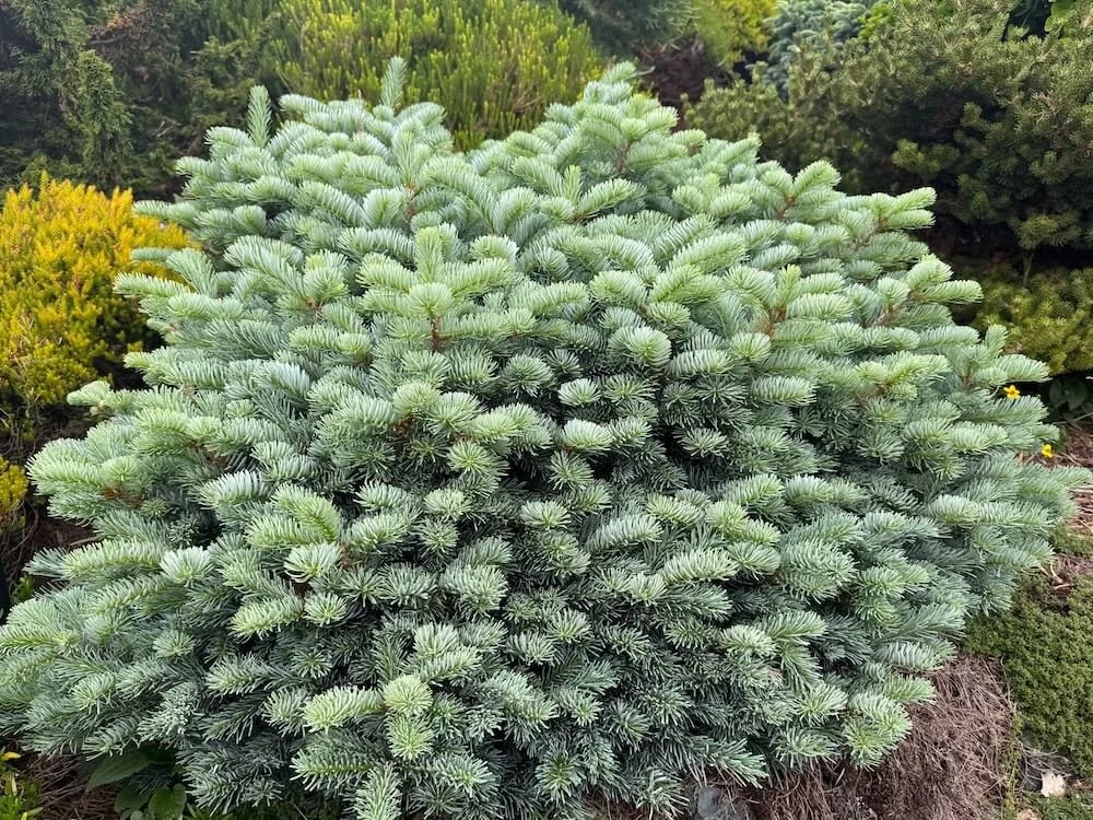 Abies x koreocarpa 'Tannja'