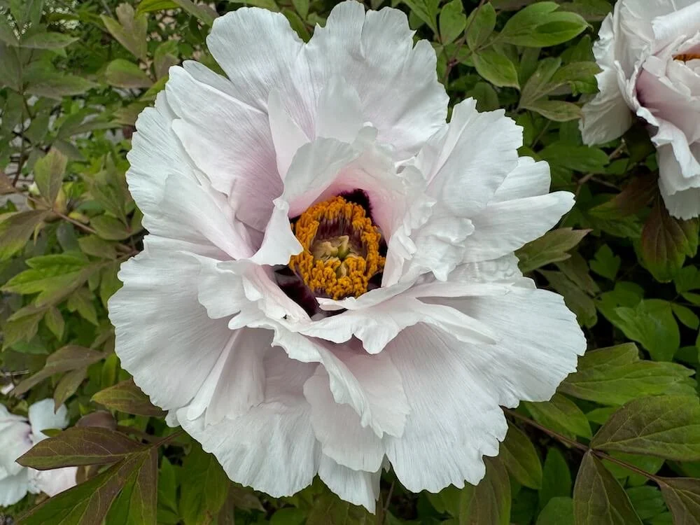 Paeonia rockii
