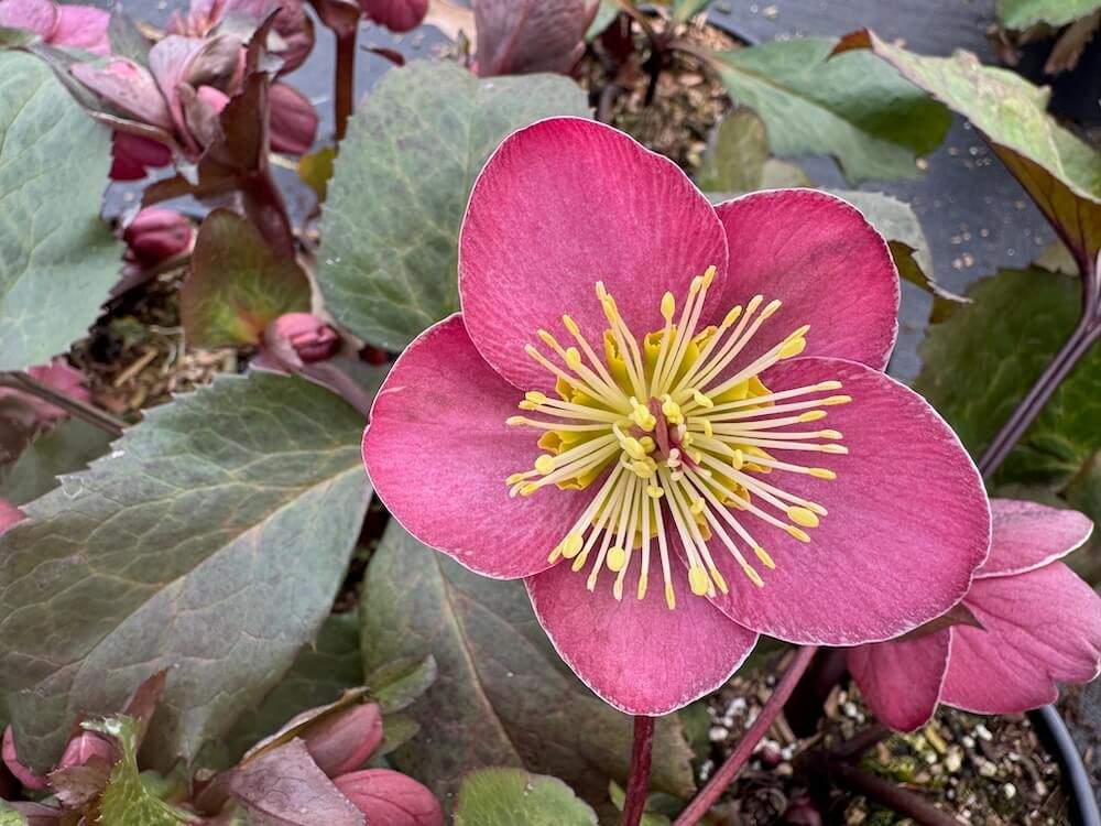 Helleborus x iburgensis 'Cheryl's Shine'