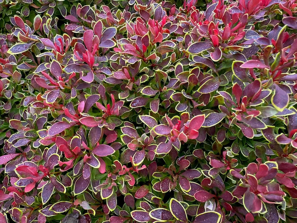 Berberis thunbergii 'Goruzam'