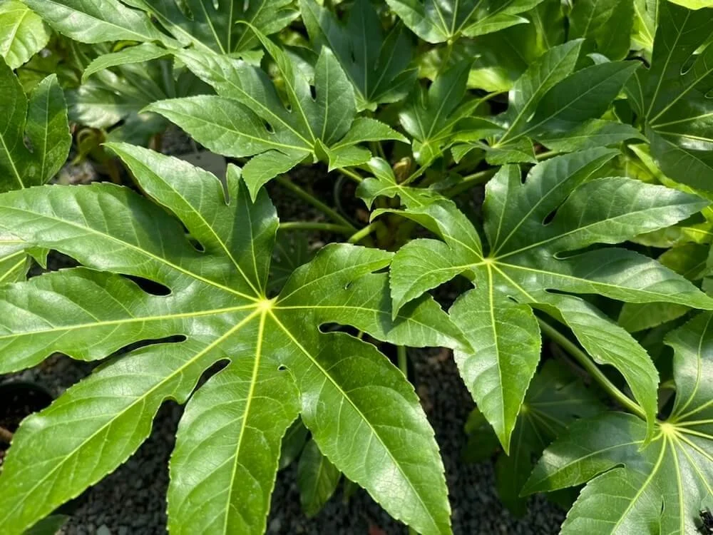 JAPANESE ARALIA (Fatsia)