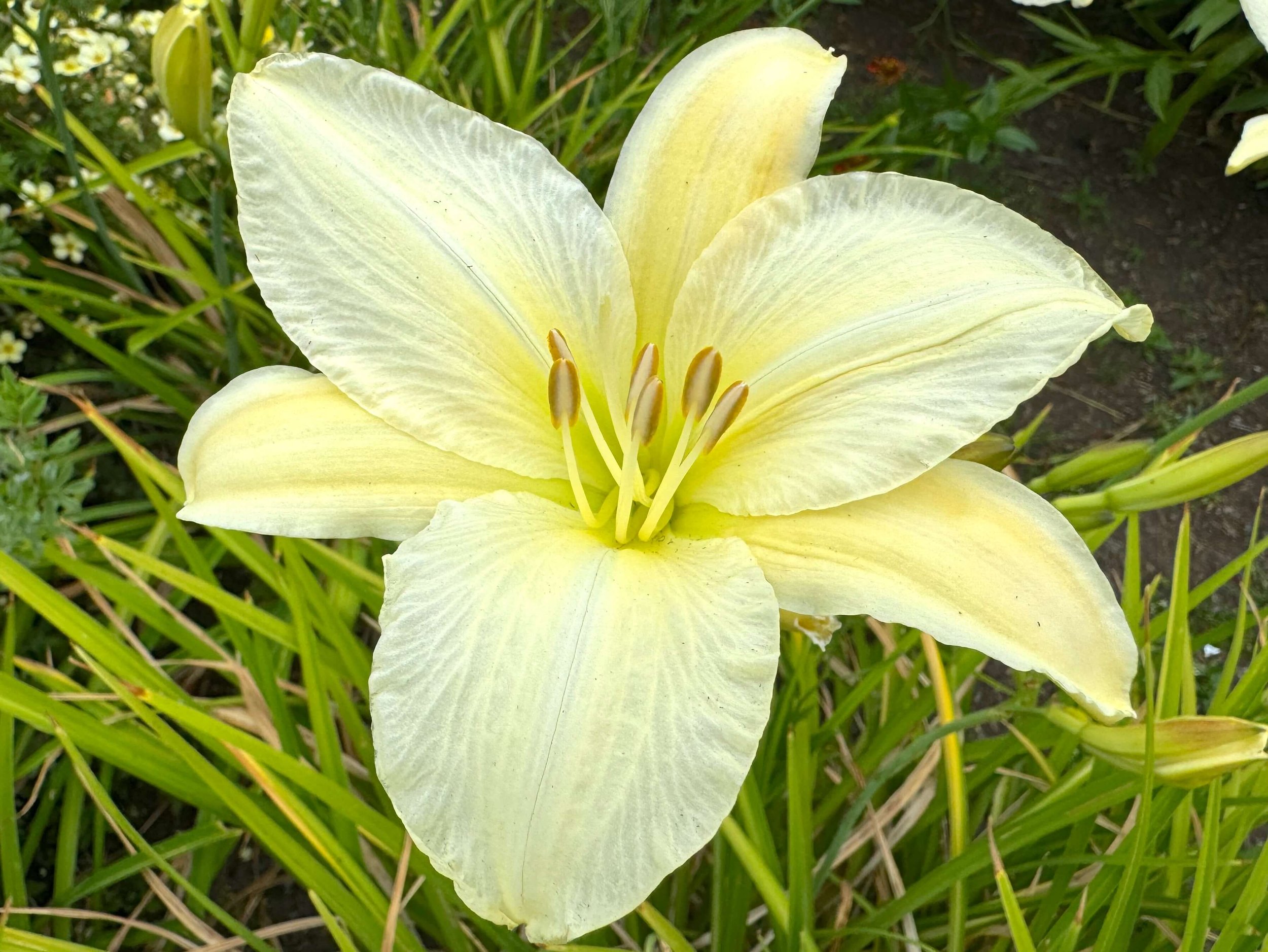 Hemerocallis 'Gentle Shepherd'