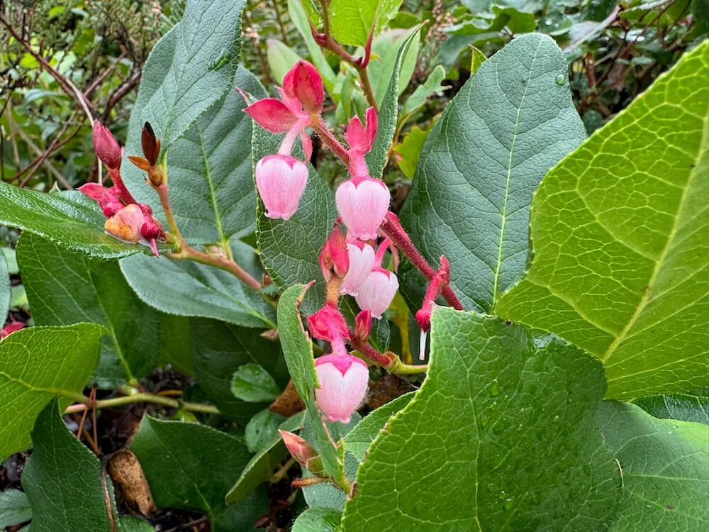 Gaultheria shallon