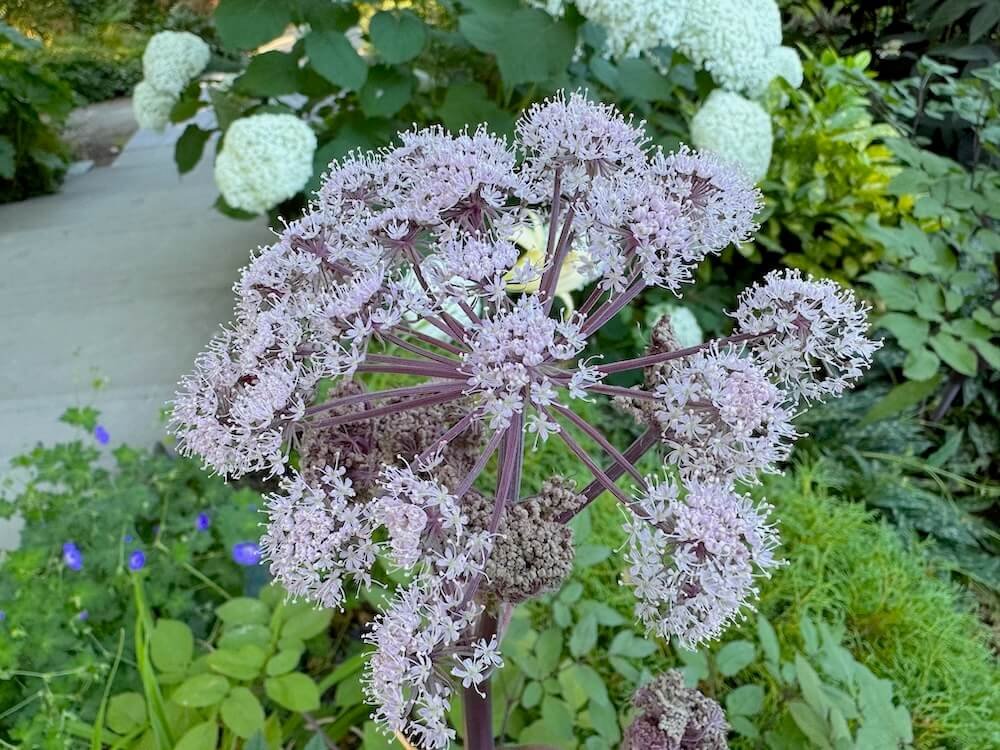 Angelica gigas