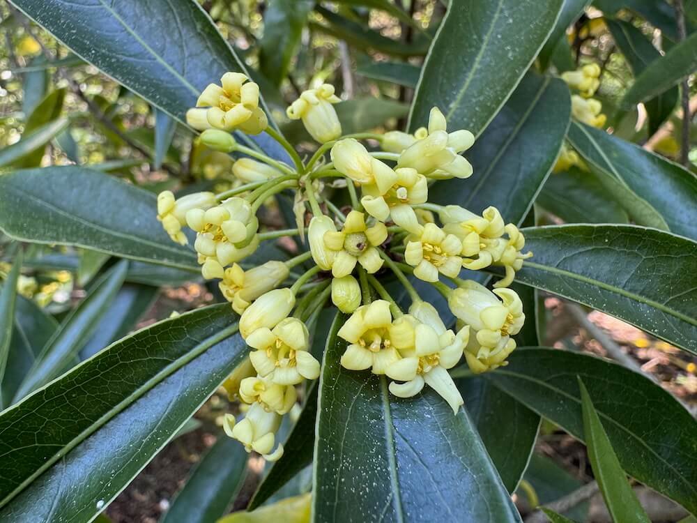 Pittosporum heterophyllum