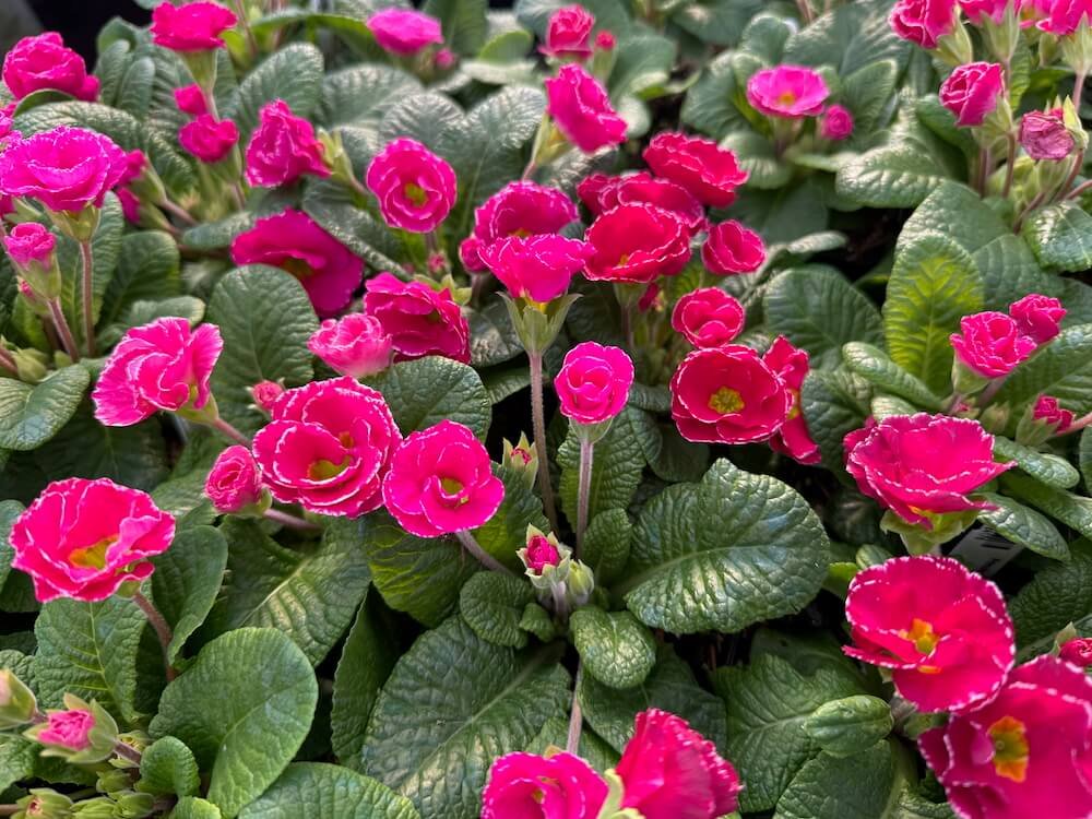 Primula 'Rose Edge'
