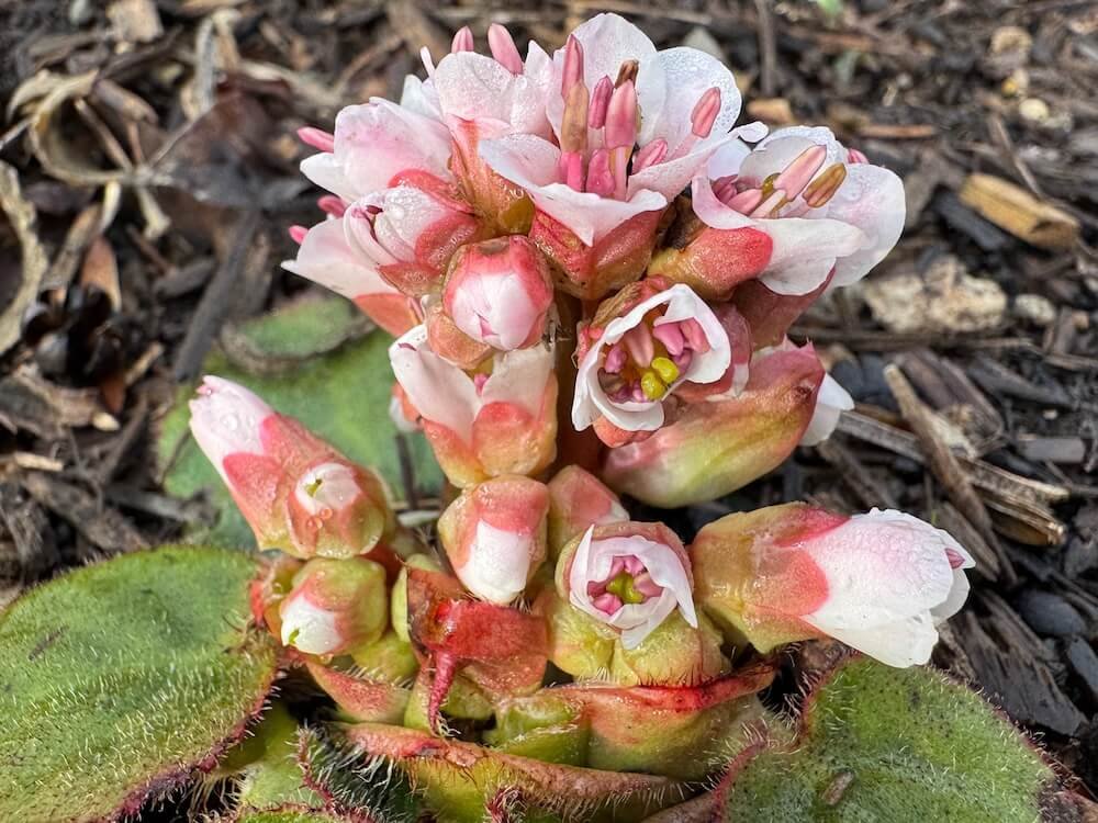 Bergenia ciliata 'Dumbo'
