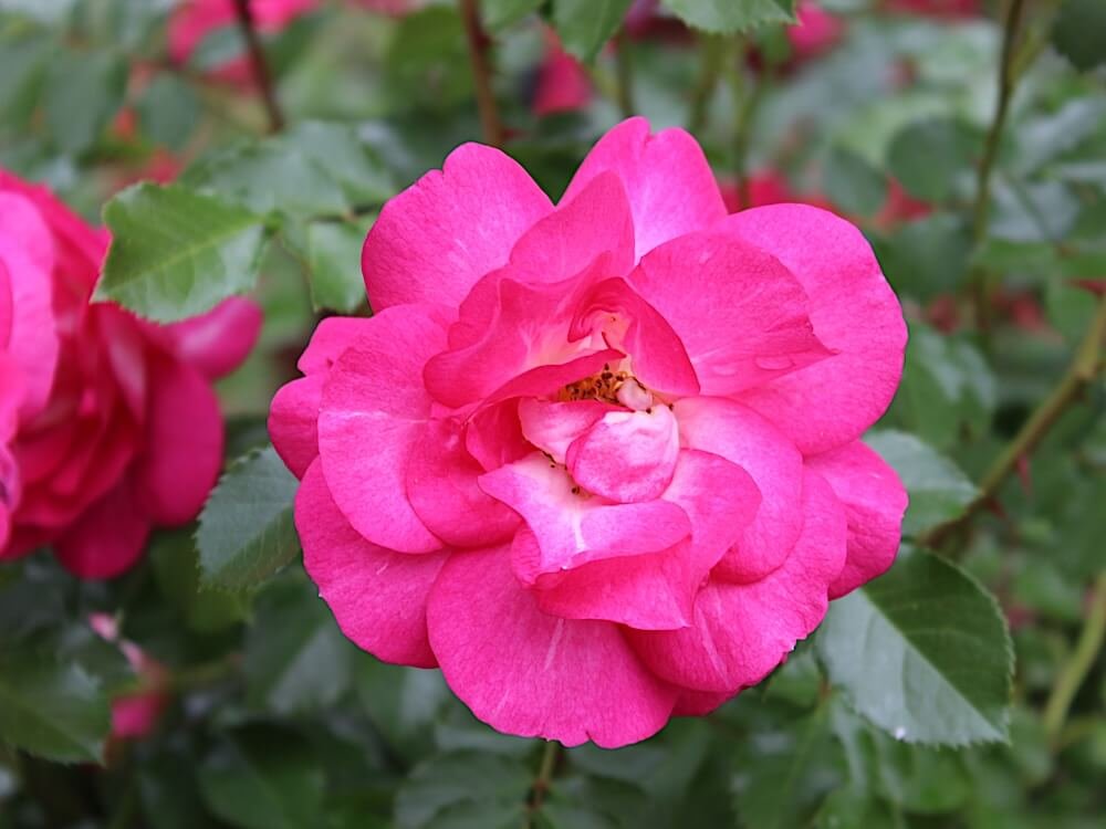 Rosa 'Sunrise Sunset'