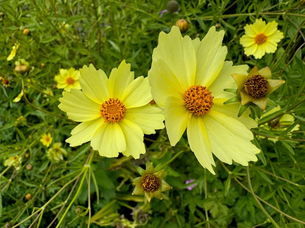 Coreopsis verticillata 'Moonbeam'