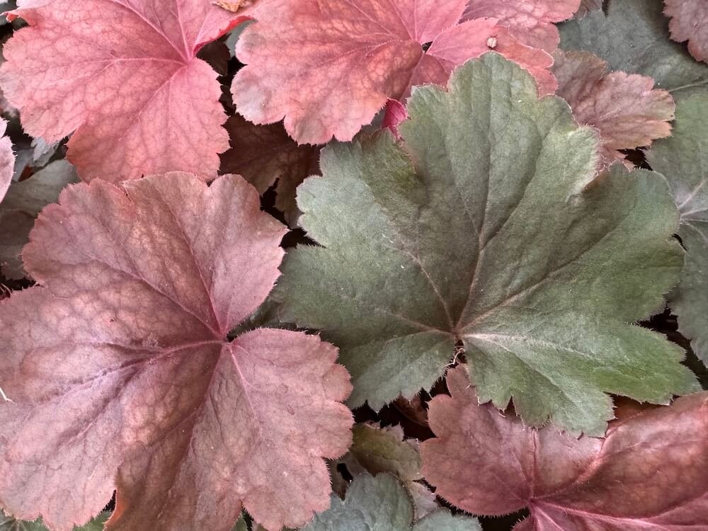 Heuchera 'Cherry Cola'