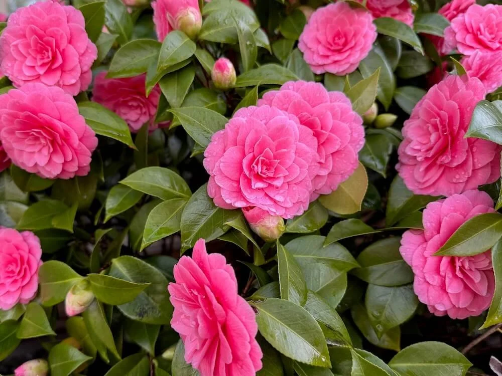 CAMELLIA