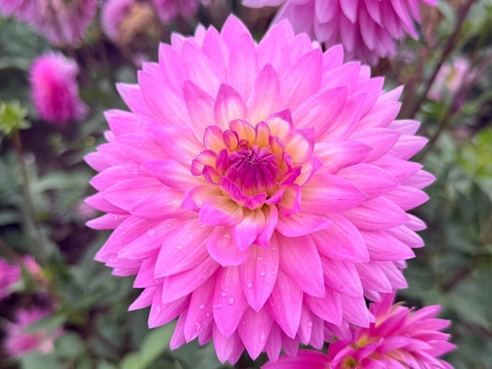 Dahlia 'Miss Delilah'