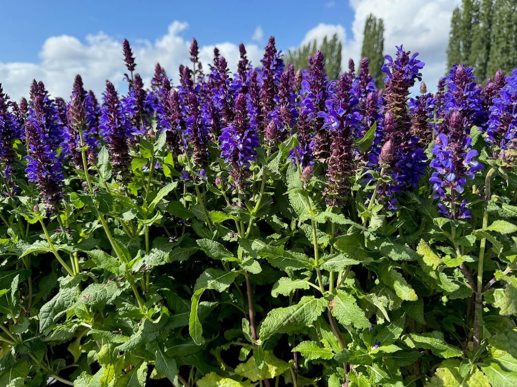 Salvia nemorosa 'Blue Marvel'