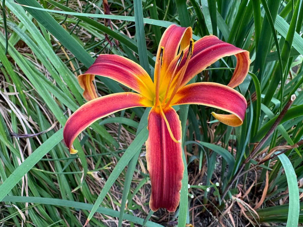 Hemerocallis 'Aabachee'