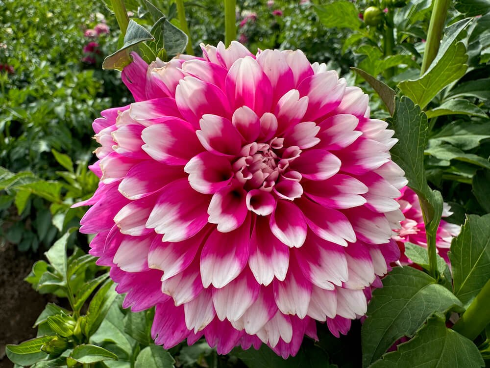 Dahlia 'Fuzzy Wuzzy'