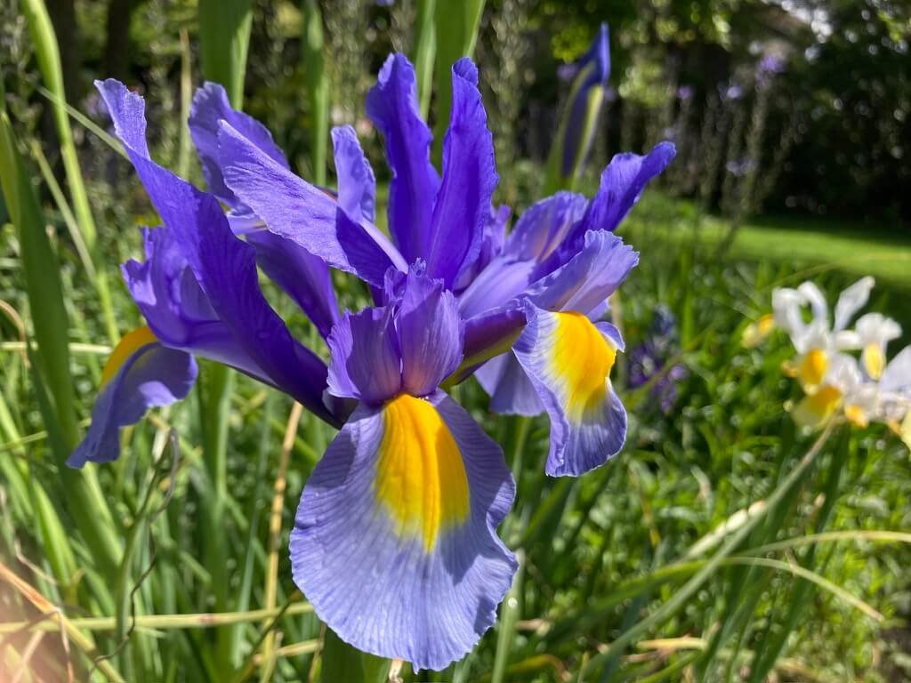 Iris hollandica ‘Blue Magic’