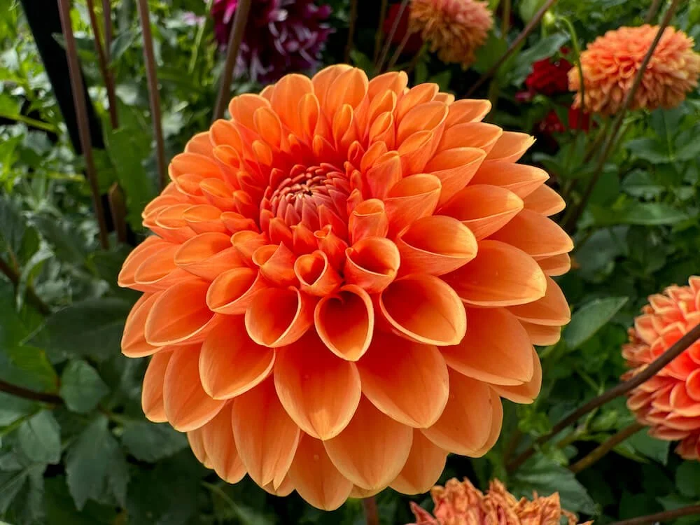 Dahlia 'Maarn'