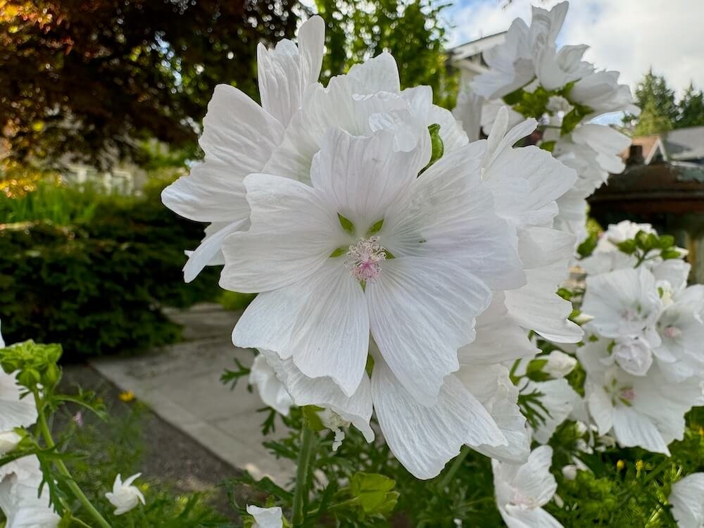 Malva moschata f. alba