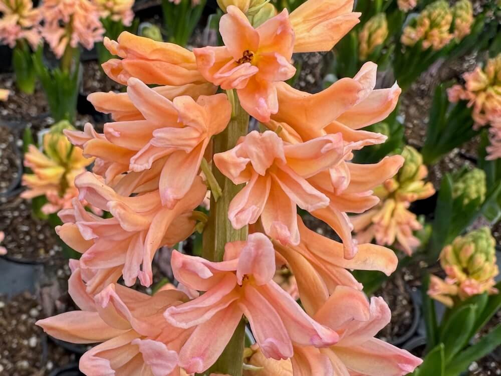 HYACINTH