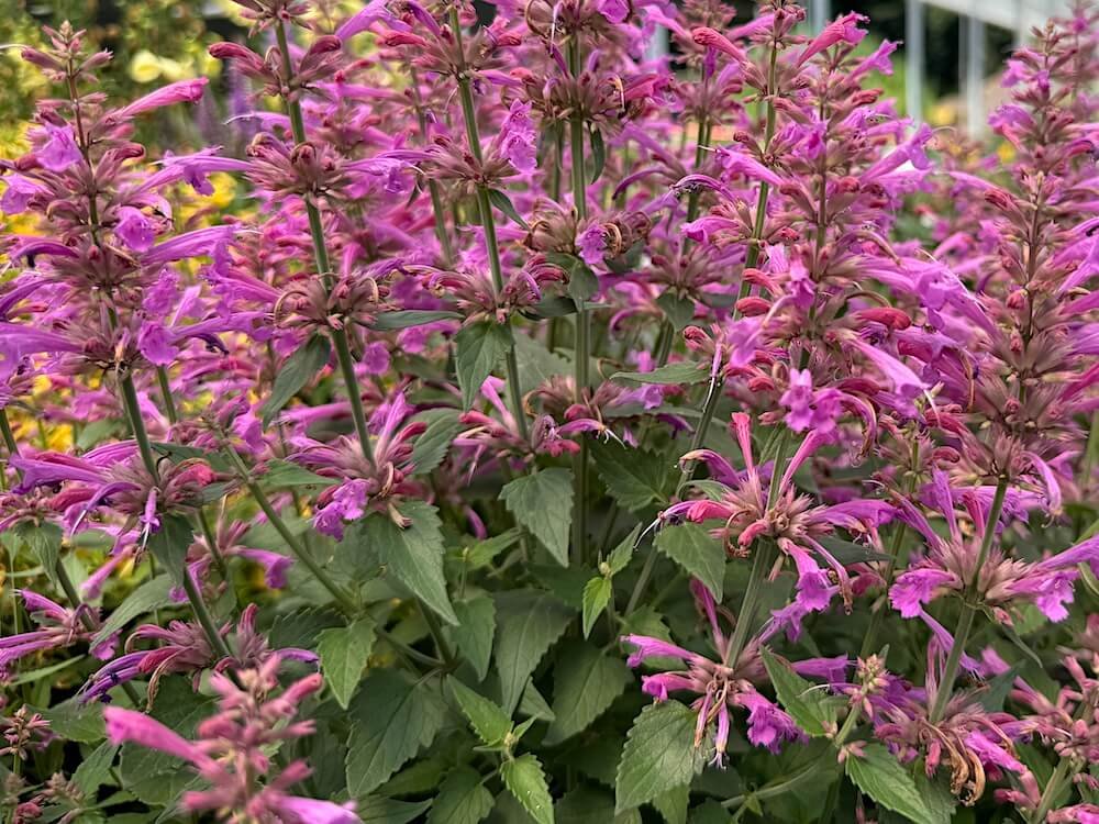 Agastache mexicana 'Balsumlilac'