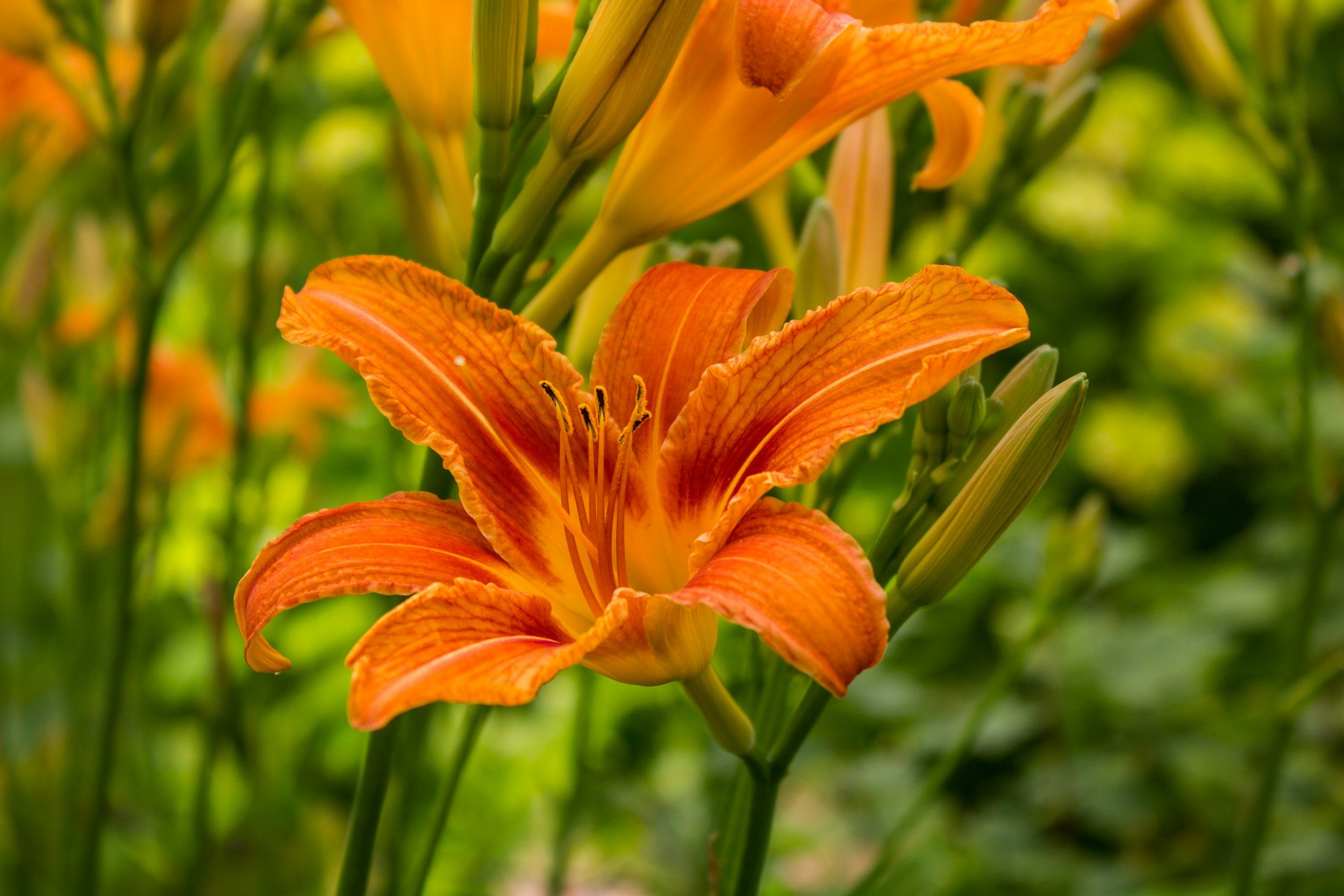 All About Daylilies