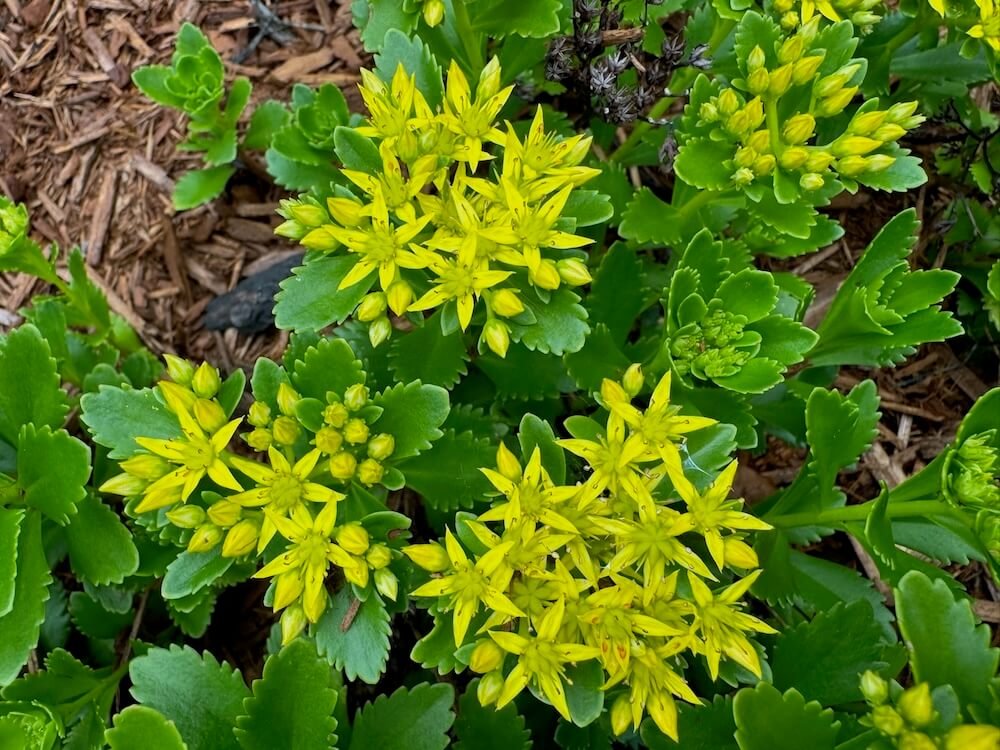 Sedum kamtschaticum