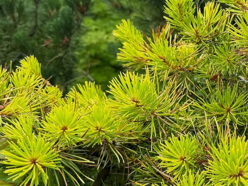 Pinus contorta var. latifolia x banksiana 'Golden Stryker'