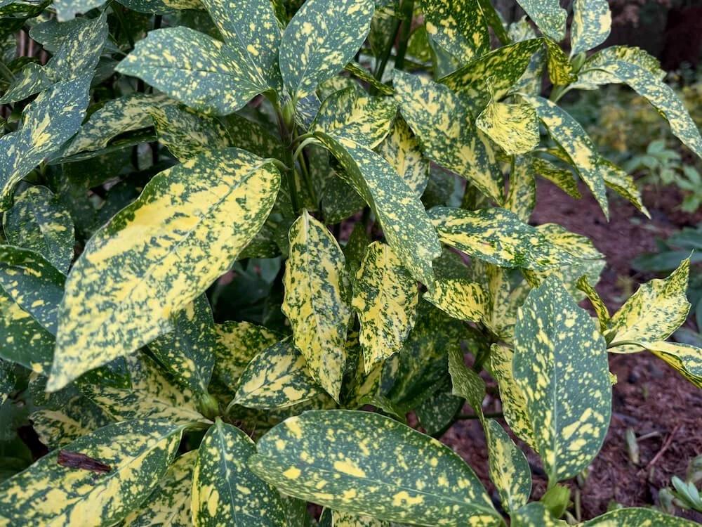 Aucuba japonica 'Mr. Goldstrike'