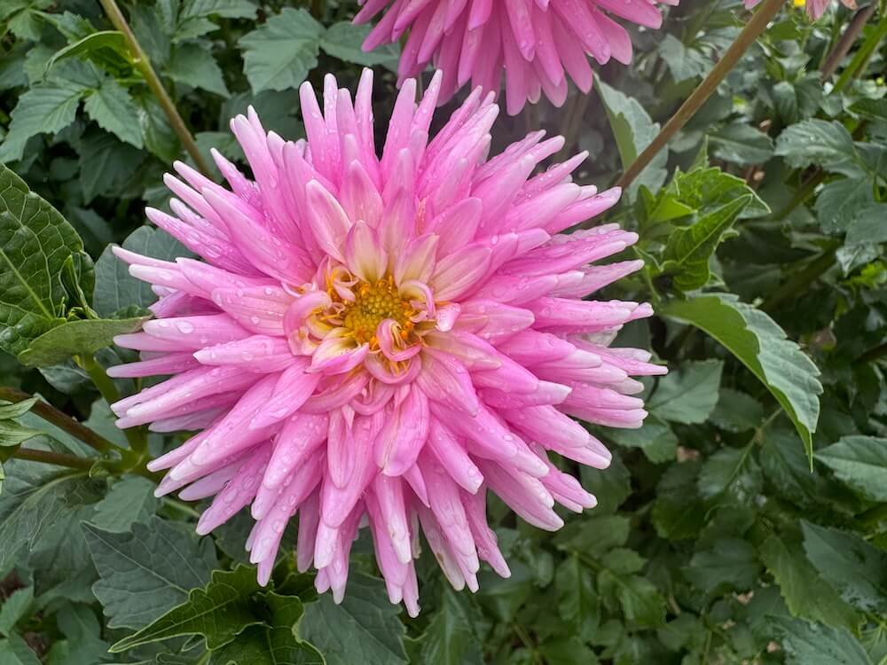 Dahlia 'Smooches'